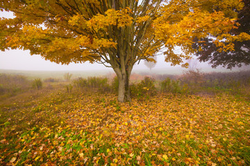 Obrazy na Plexi  Samotny klon w mglisty jesienny poranek w Vermont, USA