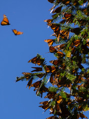 Monarch Butterflies on tree branch in Michoacan, Mexico