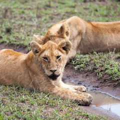 Naklejka na ściany i meble Lioness resting in Serengeti, Tanzania, Africa 