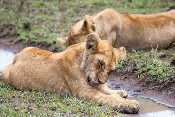 Lioness drinking water in Serengeti, Tanzania, Africa 