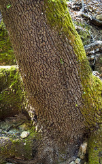 Butterflies on trees in a valley on Rhodes