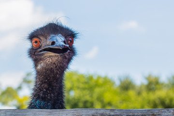 Frontal view of head of emu