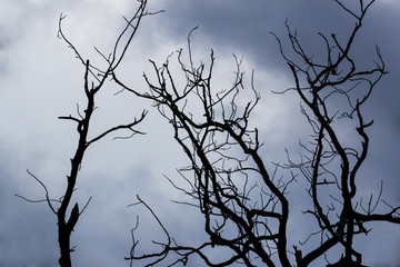 Naked branches of a tree against  sky close up