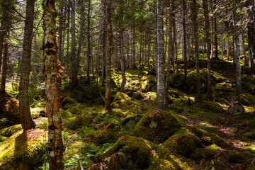 Forest in the Gros Morne National Park in Newfoundland, Canada.