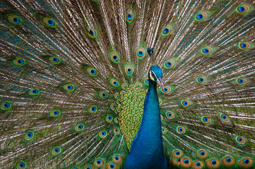 Obraz premium Peacock