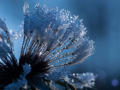 Blue morning
