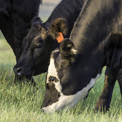 Angus crossbred cows grazing