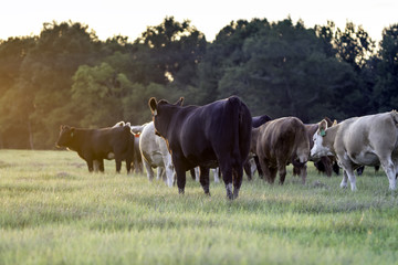 Cattle waliking left into the sunset
