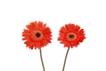 Red daisy flower pair photographed against white background.