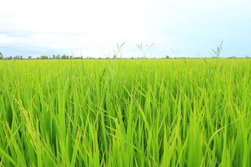 fresh rice field