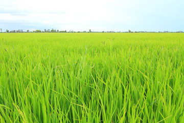 fresh rice field