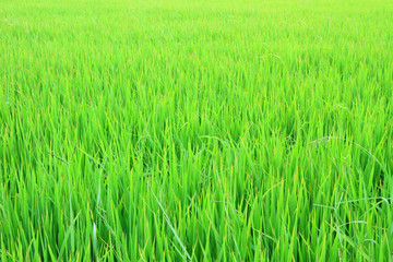 fresh rice field