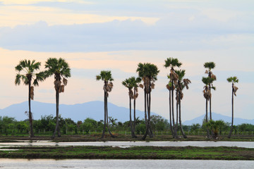 Fototapeta na wymiar sugar palm tree in sunset time
