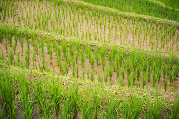 Close up terraced rice rield Chiang Mai ,Thailand.