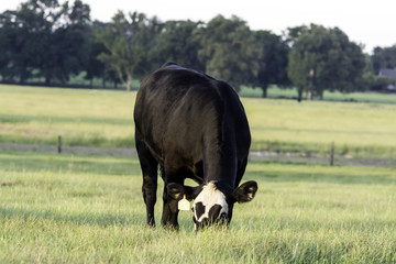White-faced heifer grazing in a pasture