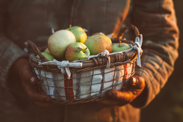 Harvest apples. 
