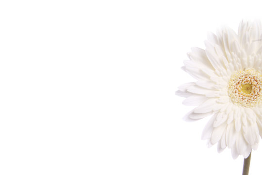 White daisy flower stock image , with right side negative space and isolated against white background
