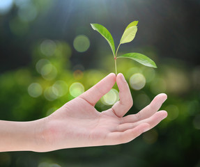 Hand holding plant on green bokeh background