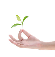 Hand holding plant on white background