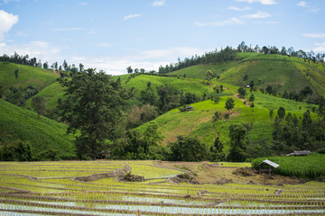 Fototapeta na wymiar Terraced rice field in Pa Pong Pieng. Chiang Mai ,Thailand.