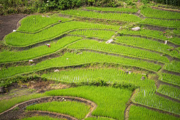 Terraced rice field in Pa Pong Pieng. Chiang Mai ,Thailand.