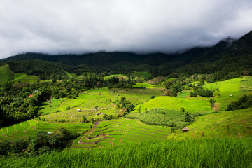 Obraz premium Terraced rice field in Pa Pong Pieng. Chiang Mai ,Thailand.