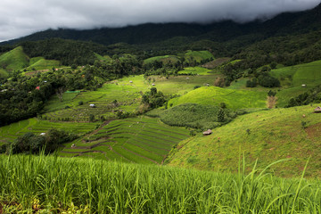 Terraced rice field in Pa Pong Pieng. Chiang Mai ,Thailand.
