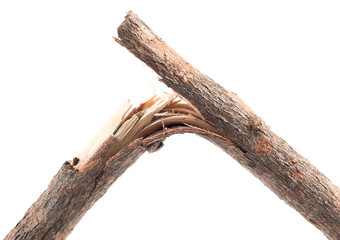 Branches on white background.