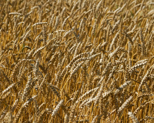 Ripe wheat.