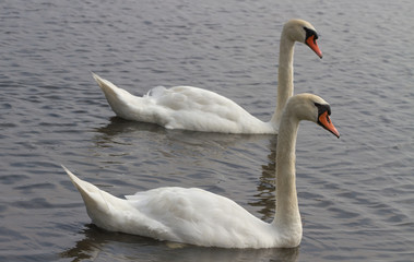 Swans on the water.