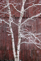 Snow covered birch tree and a red barn.