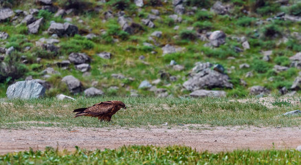 hawk sitting on road among the rocks