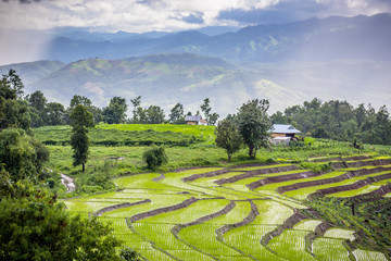 Terraced rice field with sun rays and dramatic sky in Pa Pong Pieng. Chiang Mai ,Thailand.