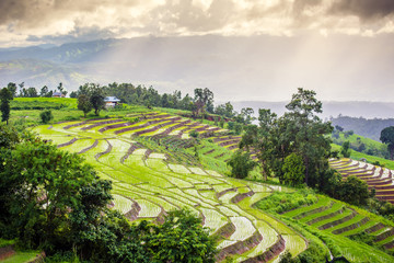 Terraced rice field with sun rays and dramatic sky in Pa Pong Pieng. Chiang Mai ,Thailand.