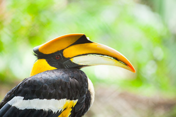 Great hornbill (Buceros bicornis), also known as the great India