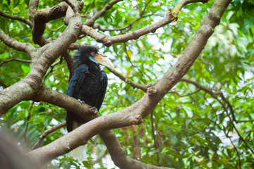 Wreathed Hornbill (Bar-pouched) bird on tree usually fine in Tha