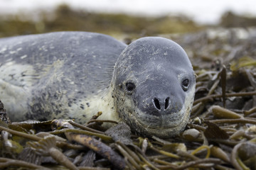 Leopard Seal (Hydrurga leptonyx) lying in Kelp. Volunteer Point,