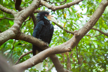 Wreathed Hornbill (Bar-pouched) bird on tree usually fine in Tha