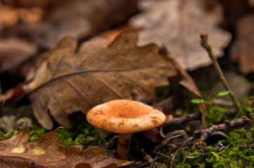 Closeup of a very small mushroom in a forest at autumn