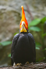 hornbill bird on green natural background