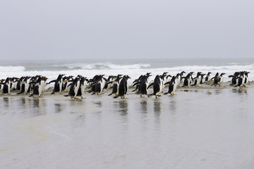 Gentoo colony strolling along the beach.