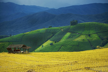 Fototapeta premium Terraced rice field in Pa Pong Pieng. Chiang Mai ,Thailand.