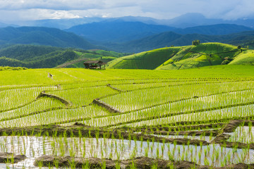 Terraced rice field in Pa Pong Pieng. Chiang Mai ,Thailand.
