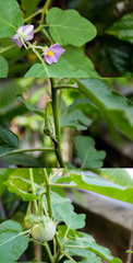 3 step from flower to fruit of Thai eggplant