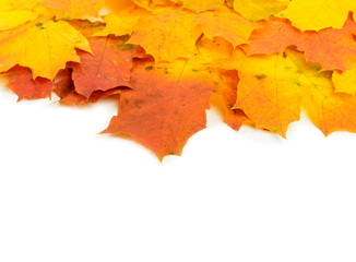 Autumn colored leafs border