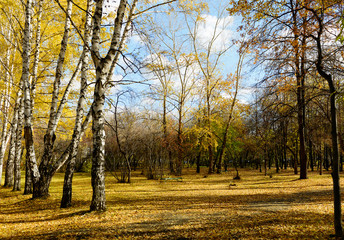 Fototapeta premium fall park