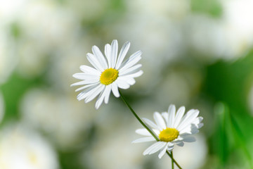camomile flowers