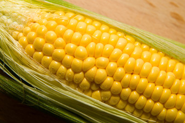 Yellow ripe ear of corn in green leaves