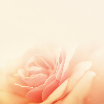 Fototapeta pink rose in vintage style on mulberry paper texture for background