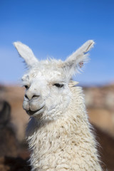 Obraz premium Llama against a blue clear sky in Bolivia